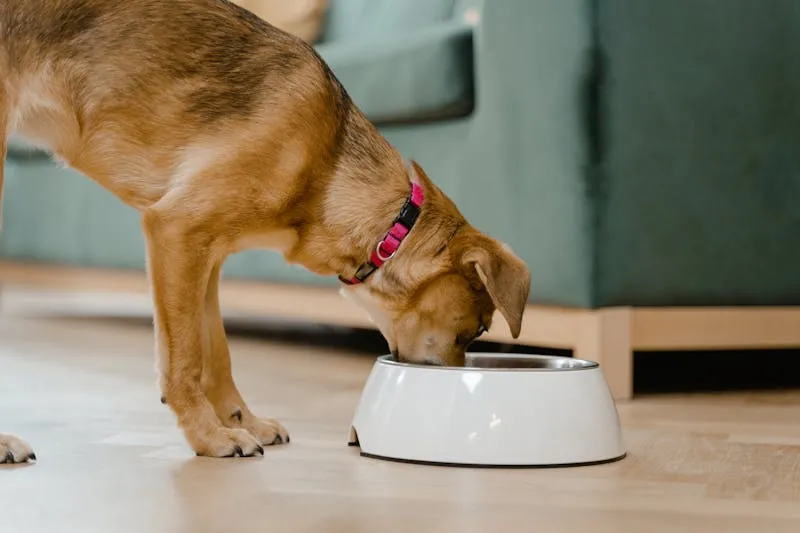 can you buy dog food with EBT food stamps