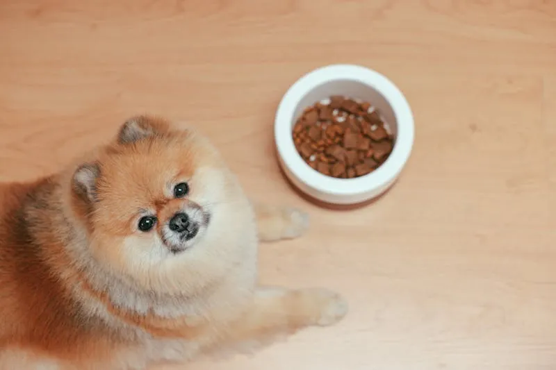 can you buy dog food with an EBT card