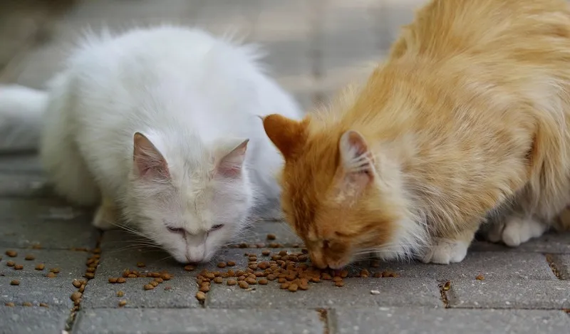 can you buy pet food with ebt snap