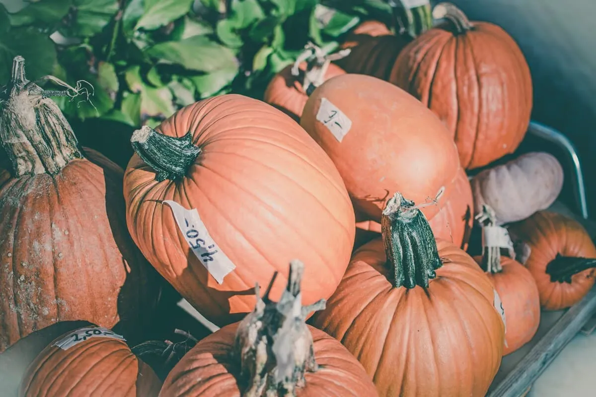 Can You Buy Pumpkins With EBT? 3 Helpful Facts For Beginners