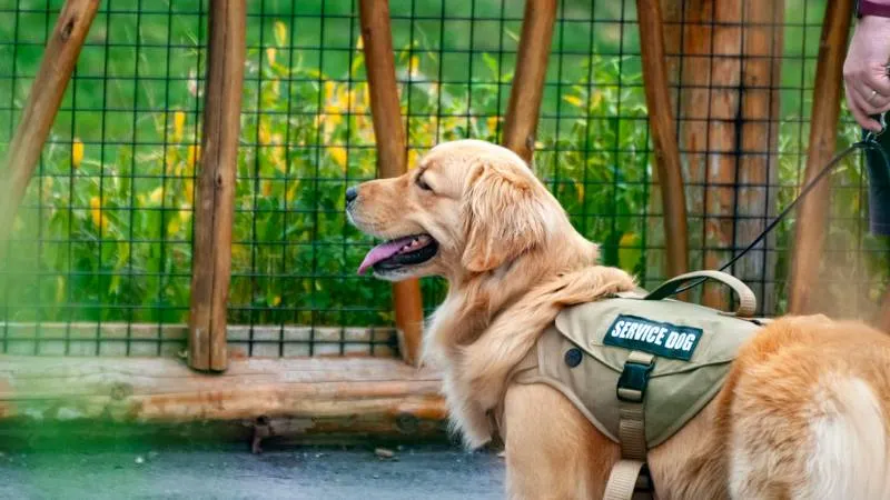 does-medicaid-cover-service-dogs-1