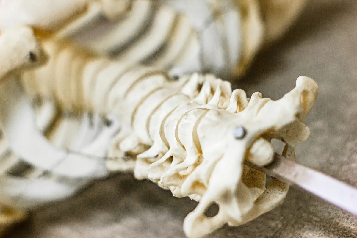 Does Medicare Cover Bone Density Test? Protect Your Bones