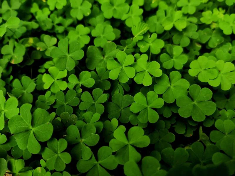 what-are-the-odds-of-finding-a-four-leaf-clover