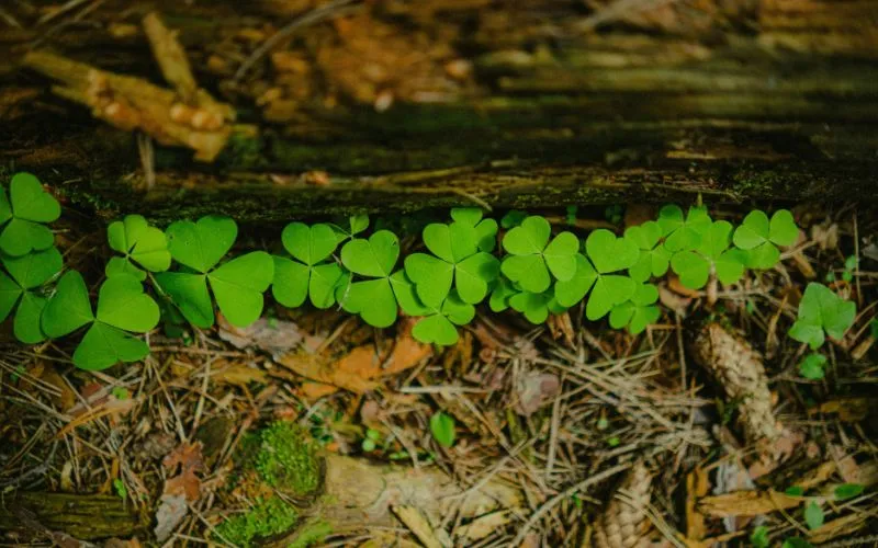 four-leaf-clover-how-to-find