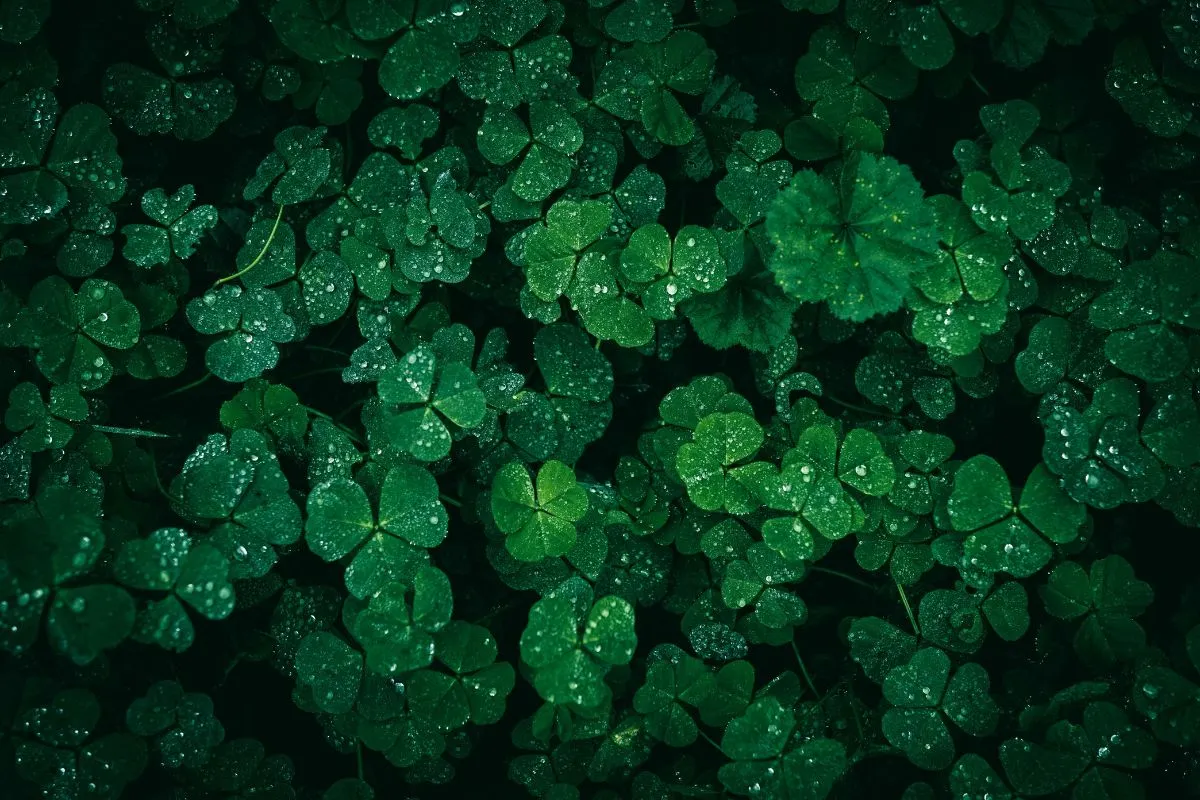 Four Leaf Clover Meaning, Rarity & How to Find One in 2026