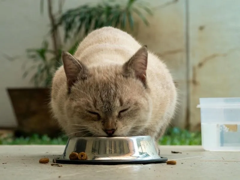 free pet food for low-income families