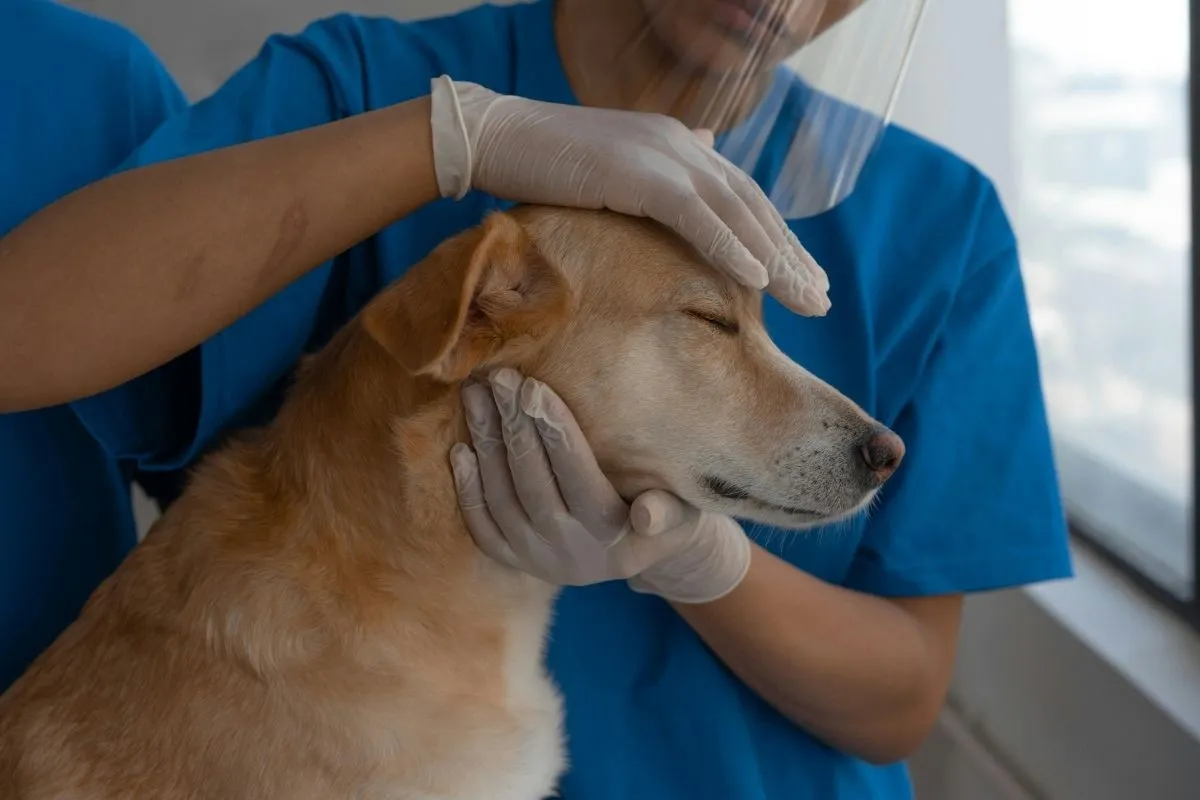 Free Pet Insurance for Low Income Families: Vet Bills, Food Aid, and Support