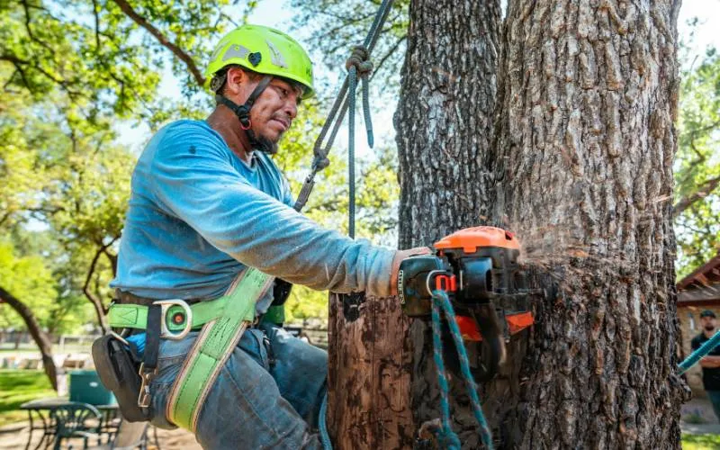 free-tree-removal-signals