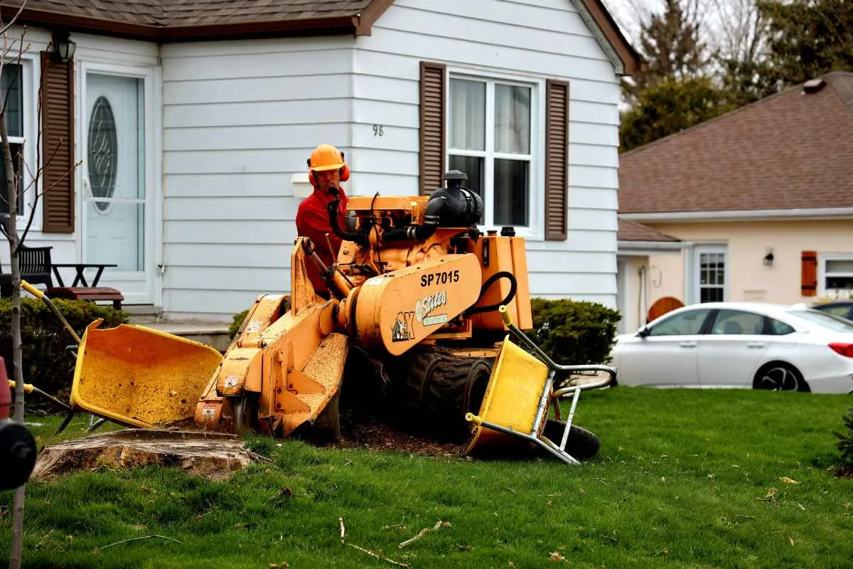 Free Tree Removal: How to Get Help With Tree Removal Costs