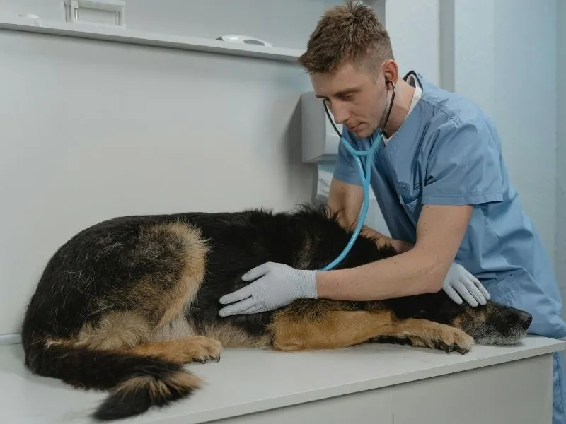 free pet insurance for low income families