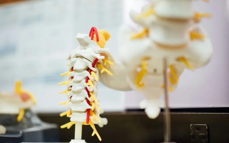 how-much-does-medicare-pay-for-chiropractic-adjustment-some-services