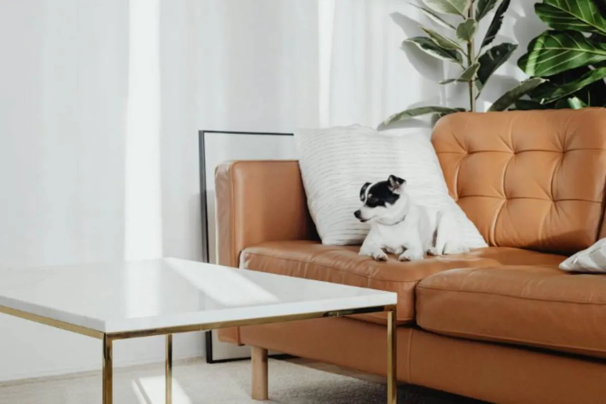 How to Clean Leather Couch: Safe Methods to Restore Any Type (2026)
