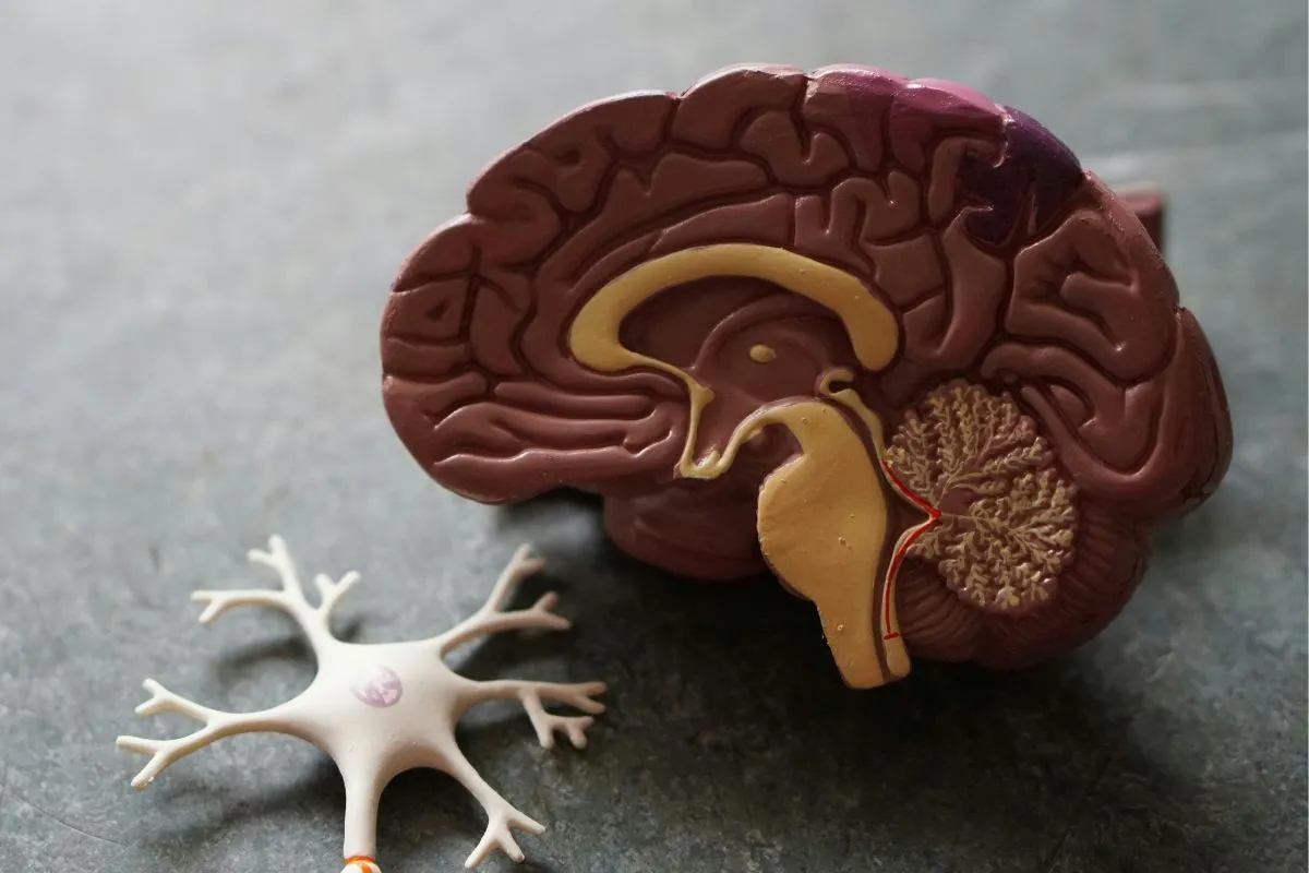 Is Epilepsy a Disability? Your Rights and Benefits in 2026