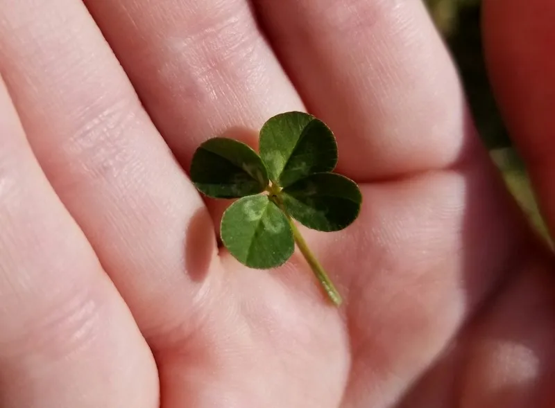 Four Leaf Clover Meaning, Rarity, and How to Find One in Real Life — figure 2