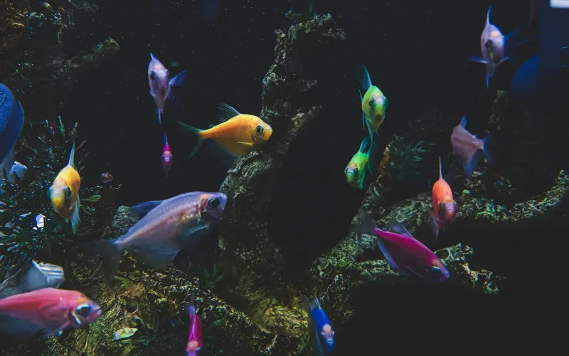 what-museums-are-free-with-ebt-near-me-aquarium-of-the-pacific